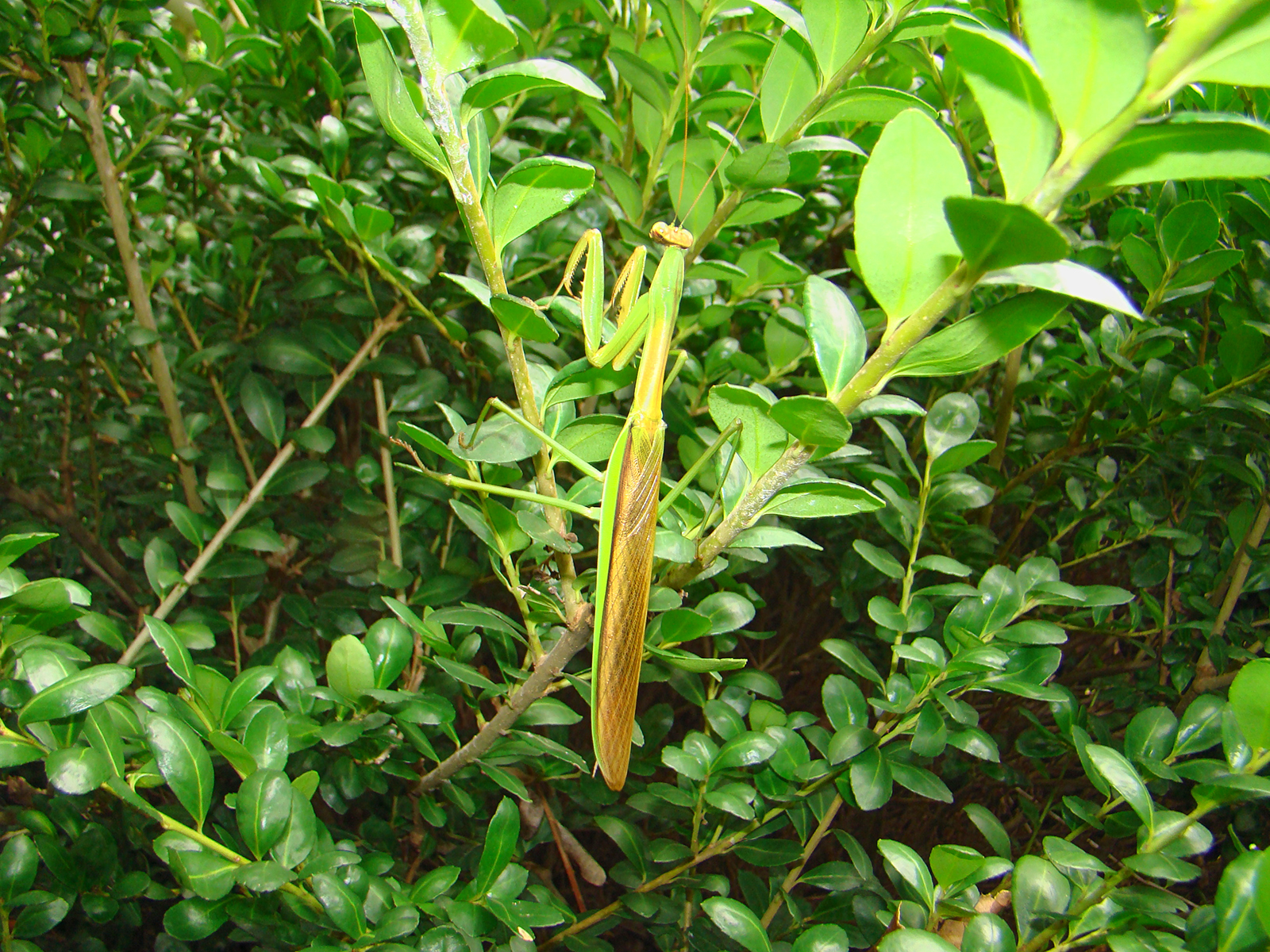 A Praying Mantis camouflagued in a bush